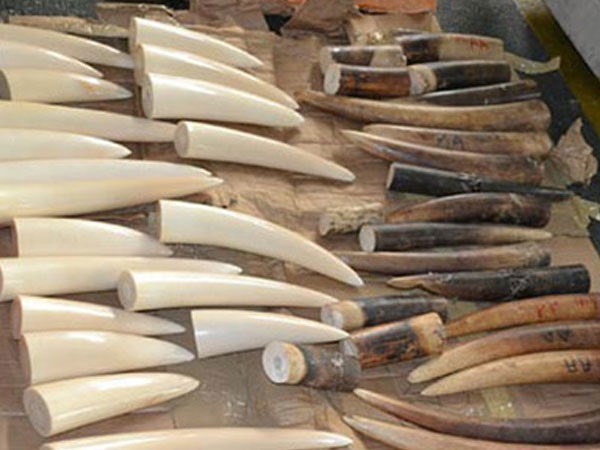 Illegal shipment of ivory intercepted by customs (Illustrative image. Source VNA)
