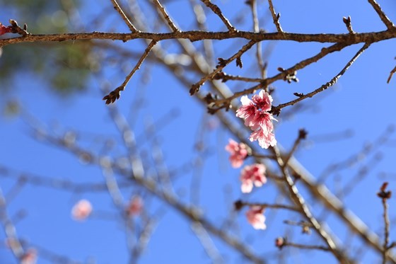 Enjoying Japanese cherry blossom in Da Lat