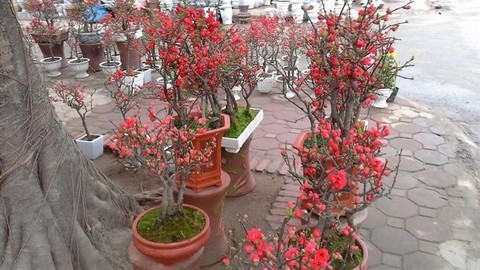 Red apricot blossom from Taiwan (File photo)
