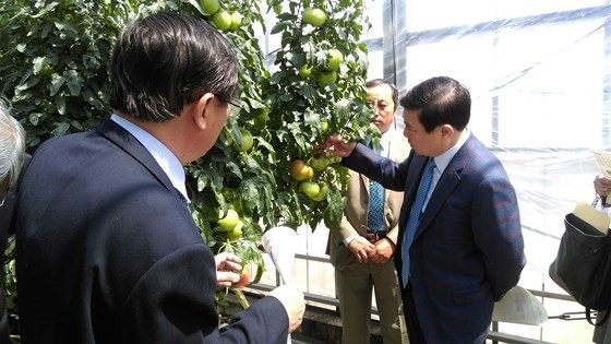 Chairman of the municipal People’s Committee Nguyen Thanh Phong visits an agricultural experimental station in Aichi.  (Photo: Sggp)