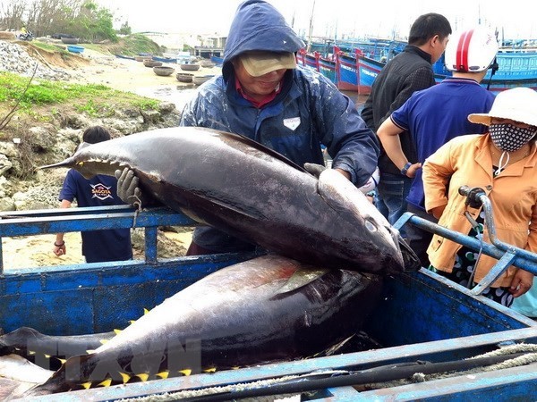 Tuna fished off the coast of Phu Yen province (Photo: VNA)