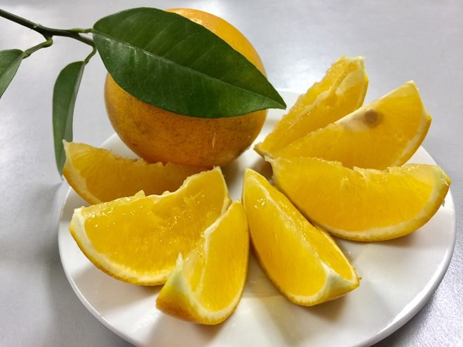Cao Phong orange, a speciality fruit of northern Hoa Binh province. (Photo: VNA)