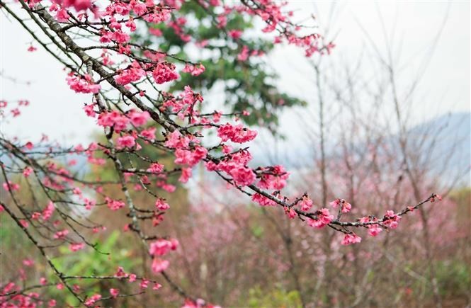 There are about 1,000 cherry trees on Pa Khoang island, which bloom brilliantly during spring (January to April) (Source: VNA)