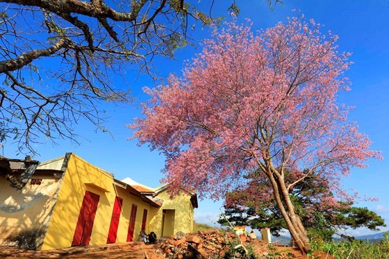 Cherry blossoms are blooming  in Da Lat. (Photo: Sggp)