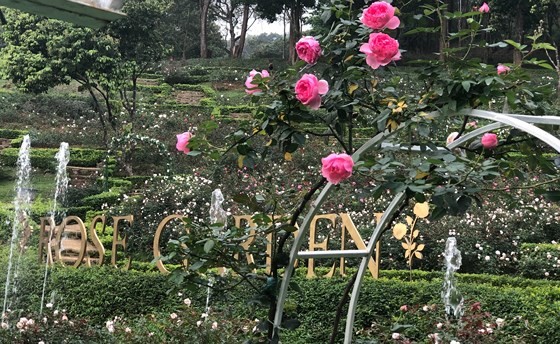 Paragon Resort Bavi recognized for largest rose garden