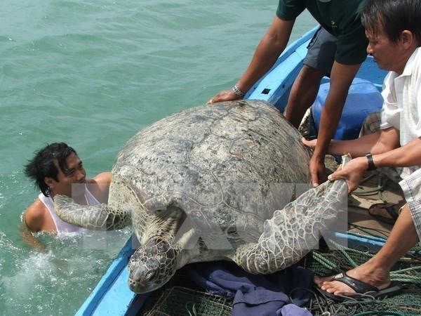 A turtle is released into the sea (Photo: VNA)
