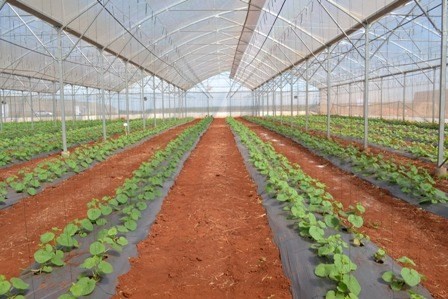 A clean vegetable cultivation model in Can Tho city (Photo: VNA)