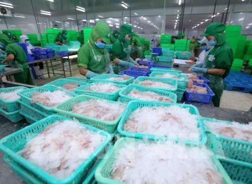 A production line of tra fish (pangasius) for export in Dong Thap province (Photo: VNA)