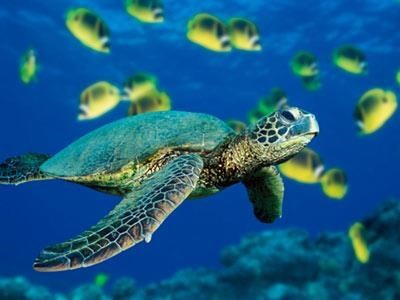Program to promote conservation of endangered sea turtles