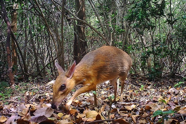 A silver-backed chevrotain is spotted by a camera trap on June 21, 2018 (Source: AFP/VNA)