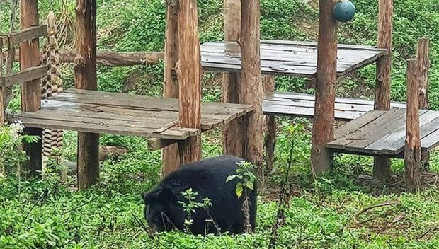 A bear cared for at sanctuary (Source: baomoi.com)