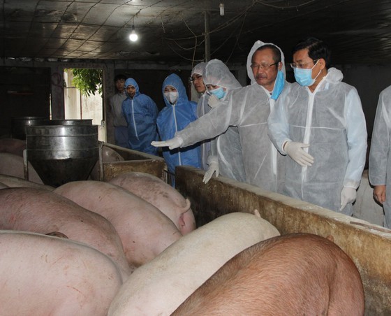 Minister of Agriculture and Rural Development Nguyen Xuan Cuong leads a delegation to visit a pig farm in Phu Tho Province.