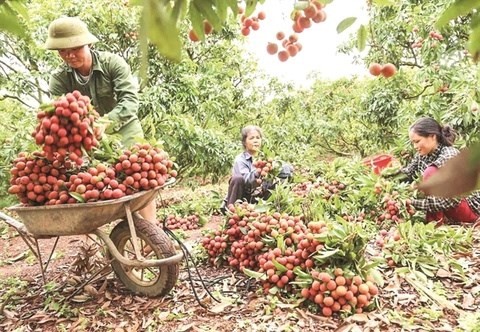 Bac Giang province has an estimated output of over 160,000 tonnes of lychees this year.  (Photo: thoibaonganhang.vn)