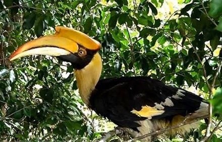 A great hornbill, a rare bird species, is released into the Bach Ma National Park in Thua Thien-Hue province on May 21. (Photo: VNA)