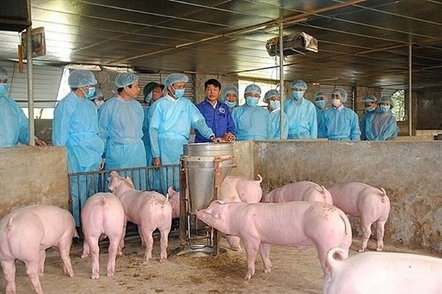 Vietnam will focus on timely detection of infected cases and the adoption of preventive measures against African swine fever as well as minimise economic losses and the negative impact of pork price fluctuations on society. (Photo: kinhtedothi.vn)