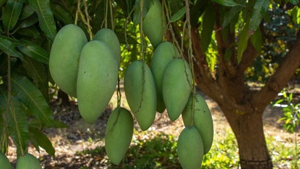 Vietnamese green mango exports to Australia double in H1. (Photo: abc.net.au)