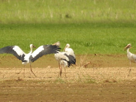 Hundreds of painted stork (Mycteria leucocephala) in Dong Nai Culture and Nature Reserve 