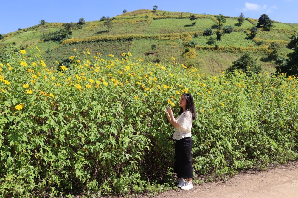 Gia Lai Province will select images and products associated with wild sunflowers and Chu Dang Ya volcano to create attractive tourist products. (Photo: SGGP)