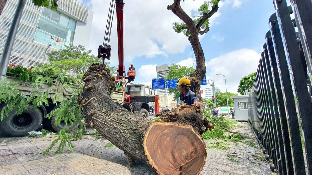 检查、修剪树枝以在雨季确保安全。