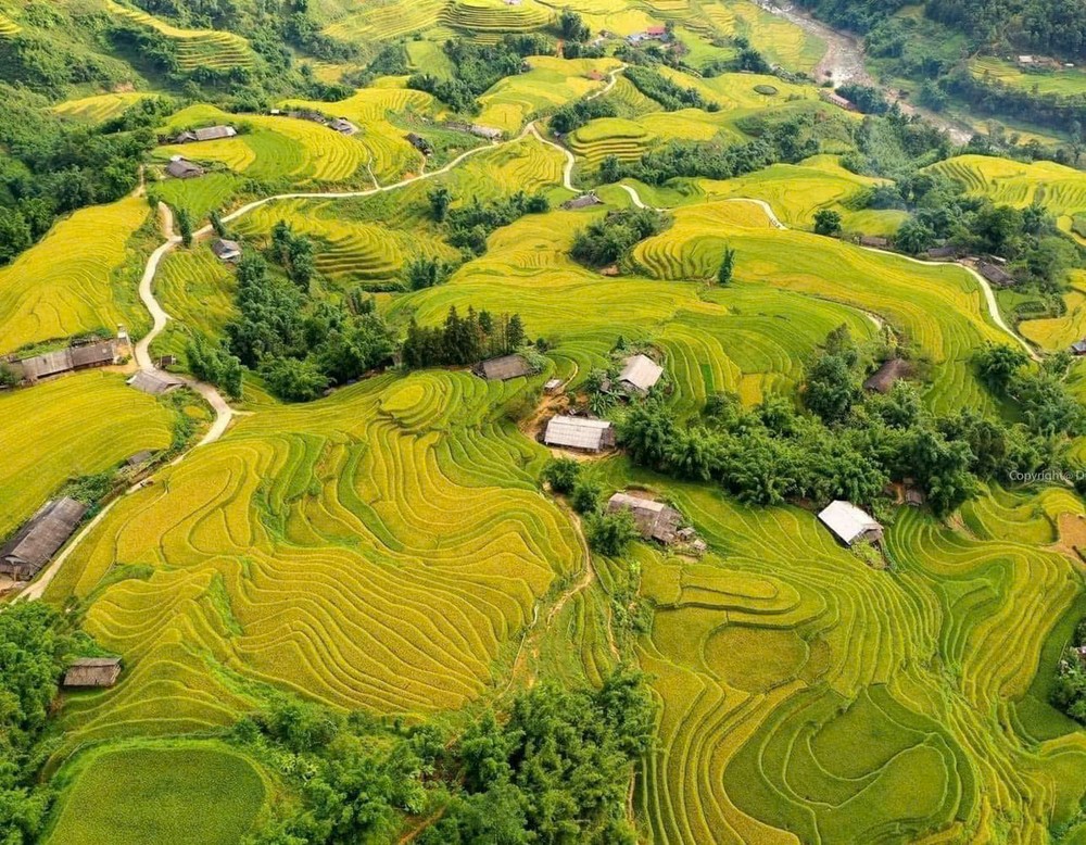 西北梯田稻米成熟的美景。