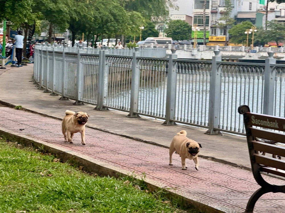 不戴嘴套的犬只游荡在第三郡饶禄－氏艺涌岸游荡。