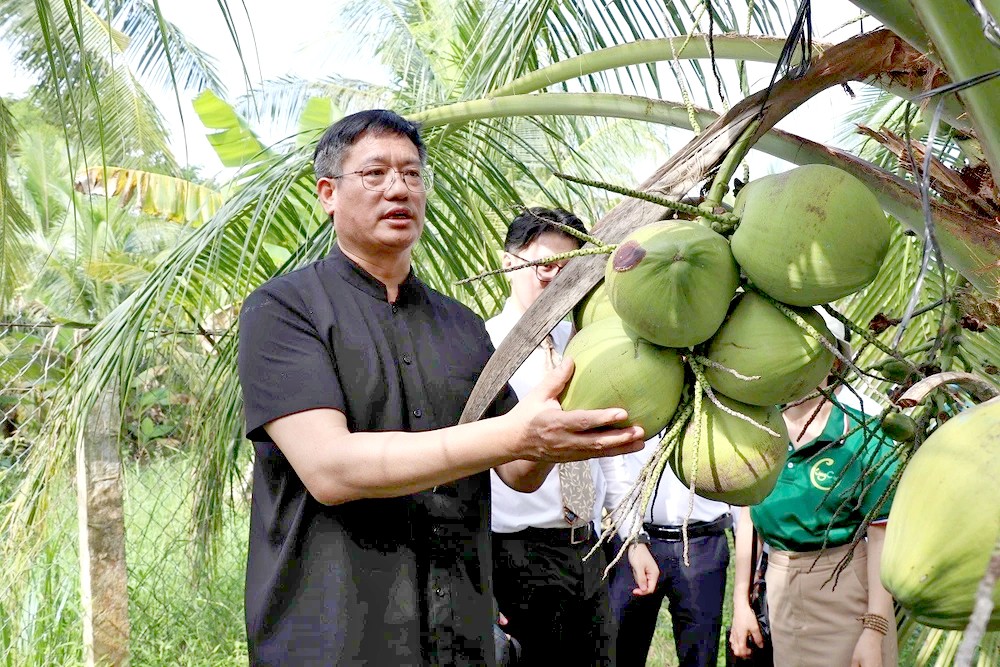 中企考察茶荣省椰树种植区