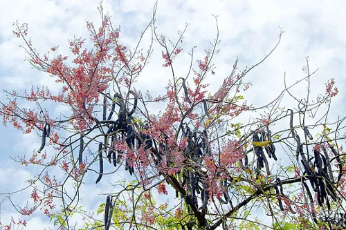 Ô môi nở hoa vào những ngày tháng 3 âm lịch. Ô môi nở hoa vào những ngày tháng 3 âm lịch.