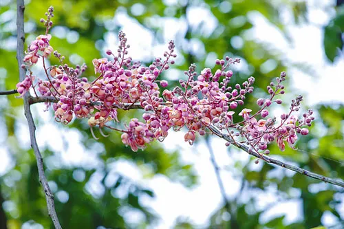 Có người ví von hoa ô môi là hoa đào của miền Nam bởi cái màu hồng của hoa và cái sự nở rộ của mùa. Có người ví von hoa ô môi là hoa đào của miền Nam bởi cái màu hồng của hoa và cái sự nở rộ của mùa.