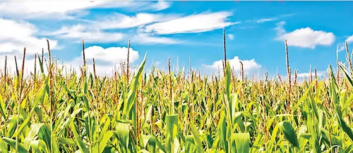 Giá kali giảm mạnh có thể dẫn tới giảm giá lương thực.