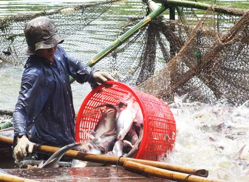 Thu hoạch cá tra ở Đồng Tháp. Thu hoạch cá tra ở Đồng Tháp.