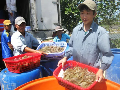 Thu hoạch tôm thẻ chân trắng ở Sóc Trăng. Ảnh: H.Lợi Thu hoạch tôm thẻ chân trắng ở Sóc Trăng. Ảnh: H.Lợi