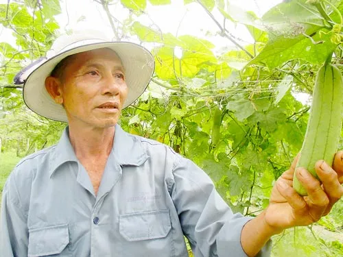 Lão nông Hai Phát với mô hình trồng mướp leo giàn và trồng cỏ phía dưới để nuôi bò, cho thu nhập trên 300 triệu đồng/năm. Lão nông Hai Phát với mô hình trồng mướp leo giàn và trồng cỏ phía dưới để nuôi bò, cho thu nhập trên 300 triệu đồng/năm.