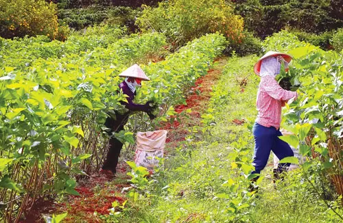 Tằm được hong nắng nhẹ vào sáng sớm. Kiểm tra giống tằm trước khi nuôi cấy giống. Nông dân Bảo Lộc thu hoạch dâu để nuôi tằm. Tằm trong giai đoạn nhả tơ. Chọn kén tốt trước khi nấu. Nhuộm vải bằng thủ công. Nấu kén để lấy sợi. Xe sợi. Phơi lụa. Tằm được hong nắng nhẹ vào sáng sớm. Kiểm tra giống tằm trước khi nuôi cấy giống. Nông dân Bảo Lộc thu hoạch dâu để nuôi tằm. Tằm trong giai đoạn nhả tơ. Chọn kén tốt trước khi nấu. Nhuộm vải bằng thủ công. Nấu kén để lấy sợi. Xe sợi. Phơi lụa.