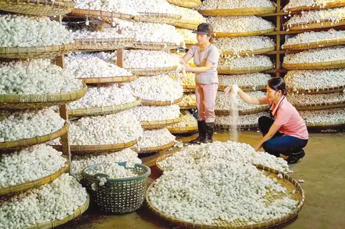 Tằm được hong nắng nhẹ vào sáng sớm. Kiểm tra giống tằm trước khi nuôi cấy giống. Nông dân Bảo Lộc thu hoạch dâu để nuôi tằm. Tằm trong giai đoạn nhả tơ. Chọn kén tốt trước khi nấu. Nhuộm vải bằng thủ công. Nấu kén để lấy sợi. Xe sợi. Phơi lụa. Tằm được hong nắng nhẹ vào sáng sớm. Kiểm tra giống tằm trước khi nuôi cấy giống. Nông dân Bảo Lộc thu hoạch dâu để nuôi tằm. Tằm trong giai đoạn nhả tơ. Chọn kén tốt trước khi nấu. Nhuộm vải bằng thủ công. Nấu kén để lấy sợi. Xe sợi. Phơi lụa.