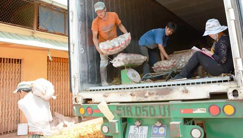 Khoai tây Trung Quốc ở thời điểm còn được nhập vào chợ nông sản Đà Lạt.