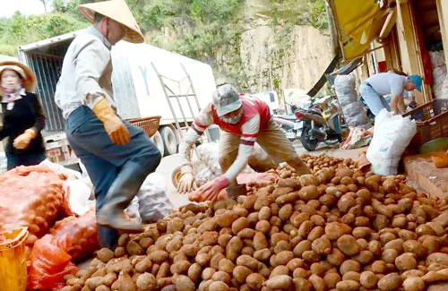 Sau đó khoai được giẫm đạp cho chớt lớp vỏ ngoài, rửa sạch lớp đất đen.