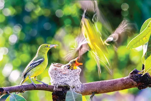 Vũ điệu Tràm Chim ảnh 1