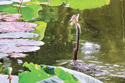 Vũ điệu Tràm Chim ảnh 8 Vũ điệu Tràm Chim ảnh 8