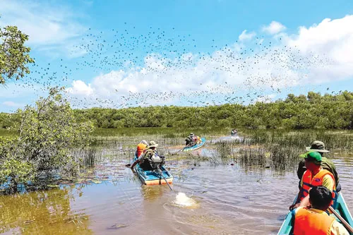 Vũ điệu Tràm Chim ảnh 4 Vũ điệu Tràm Chim ảnh 4
