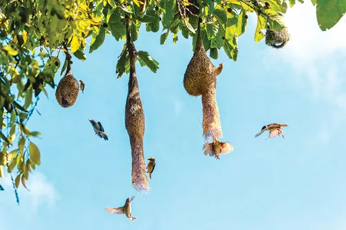 Vũ điệu Tràm Chim ảnh 3 Vũ điệu Tràm Chim ảnh 3