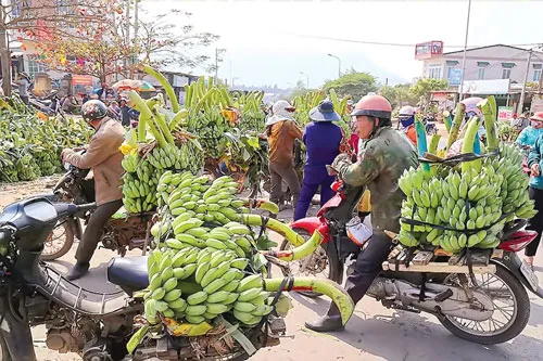Sức sống mới Trường Sơn ảnh 3 Sức sống mới Trường Sơn ảnh 3