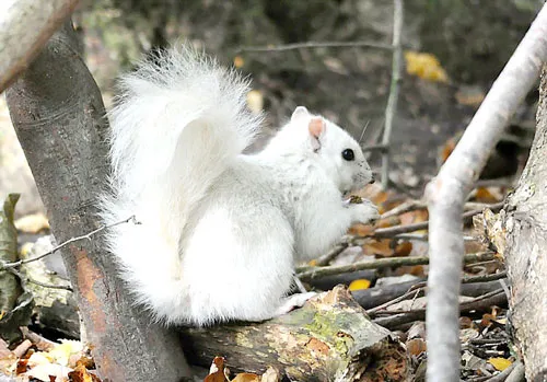 Chú sóc trắng cực hiếm được tìm thấy trong công viên Marbury, Anh - Ảnh: Andrew Fulton Chú sóc trắng cực hiếm được tìm thấy trong công viên Marbury, Anh - Ảnh: Andrew Fulton