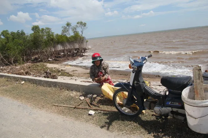 Những năm gần đây, rừng bị mất dần khiến nhiều đoạn đê bị yếu và uy hiếp hàng ngàn hộ dân phía trong đê - Ảnh: Thanh Tú Những năm gần đây, rừng bị mất dần khiến nhiều đoạn đê bị yếu và uy hiếp hàng ngàn hộ dân phía trong đê - Ảnh: Thanh Tú