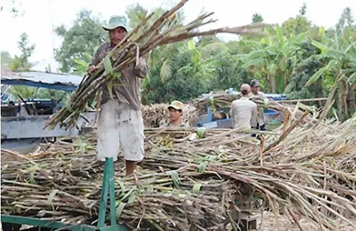 Nông dân ở Hậu Giang thu hoạch mía. Nông dân ở Hậu Giang thu hoạch mía.