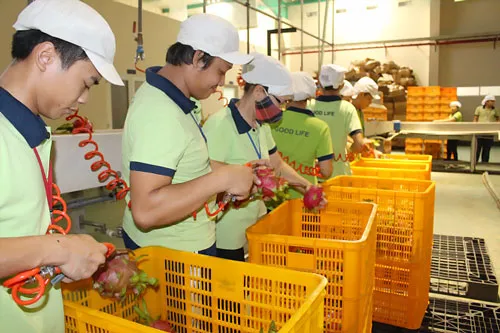 Sơ chế thanh long xuất khẩu đi Nhật tại Công ty Good Life (Khu nông nghiệp công nghệ cao TP.HCM) - Ảnh: Trần Mạnh