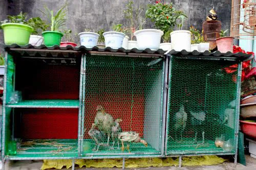 Làm chuồng nuôi gà trên sân thượng.