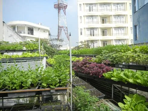 Vườn rau sạch xanh mớt phủ kín ban công, sân thượng của người thành phố.