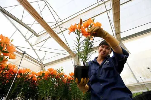 Hoa ly ly có màu cam, cánh dày gấp đôi giống truyền thống sẽ được tung ra thị trường với số lượng lớn vào dịp tết. Hoa ly ly có màu cam, cánh dày gấp đôi giống truyền thống sẽ được tung ra thị trường với số lượng lớn vào dịp tết.