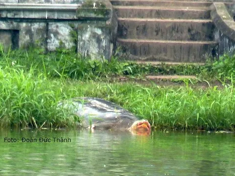 Rùa Hồ Gươm trong một lần lên chân Tháp Rùa phơi nắng Rùa Hồ Gươm trong một lần lên chân Tháp Rùa phơi nắng