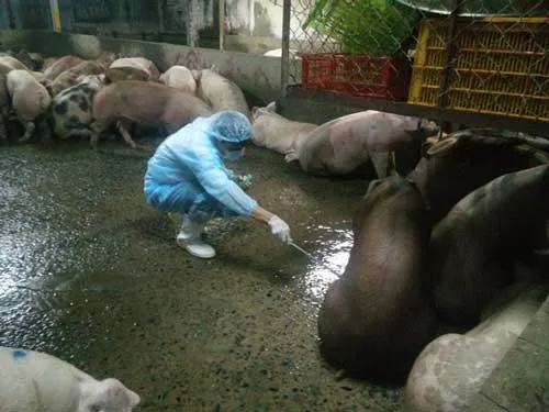 Cán bộ thú y lấy mẫu xét nghiệm chất cấm trong heo nguồn gốc từ Đồng Nai. Cán bộ thú y lấy mẫu xét nghiệm chất cấm trong heo nguồn gốc từ Đồng Nai.